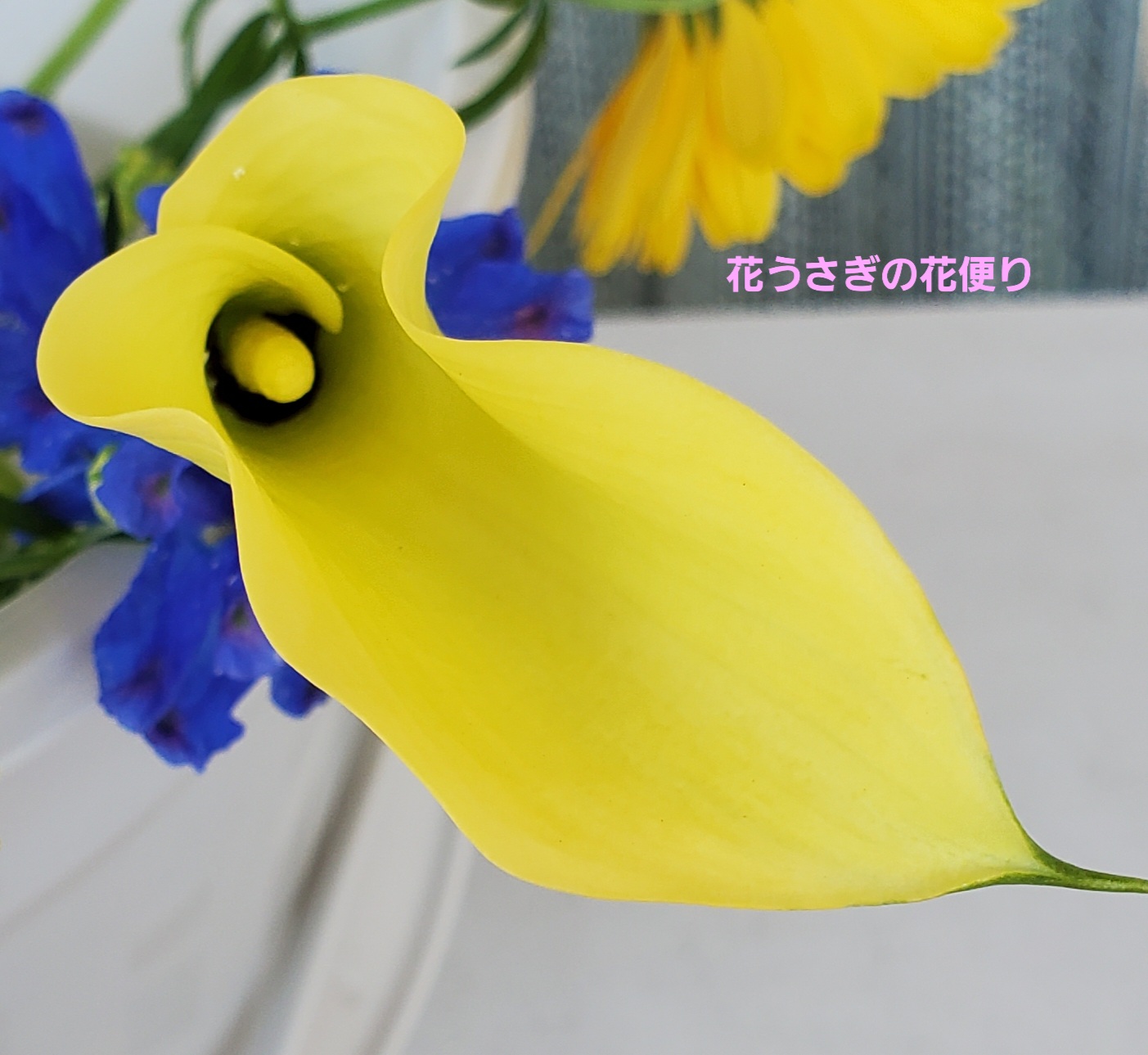 +hana花の定期便の花〔カラー〕