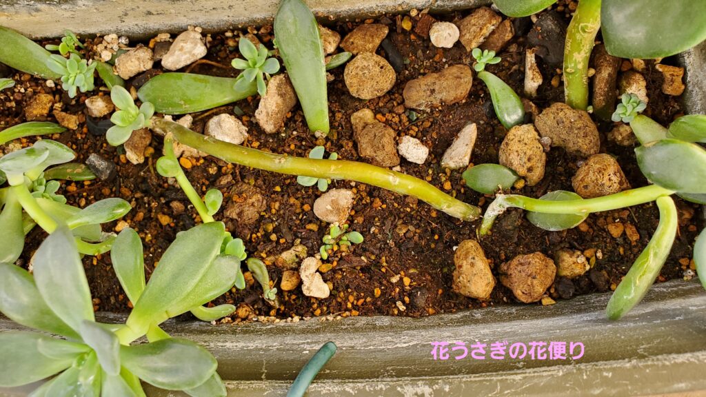 多肉植物の新芽