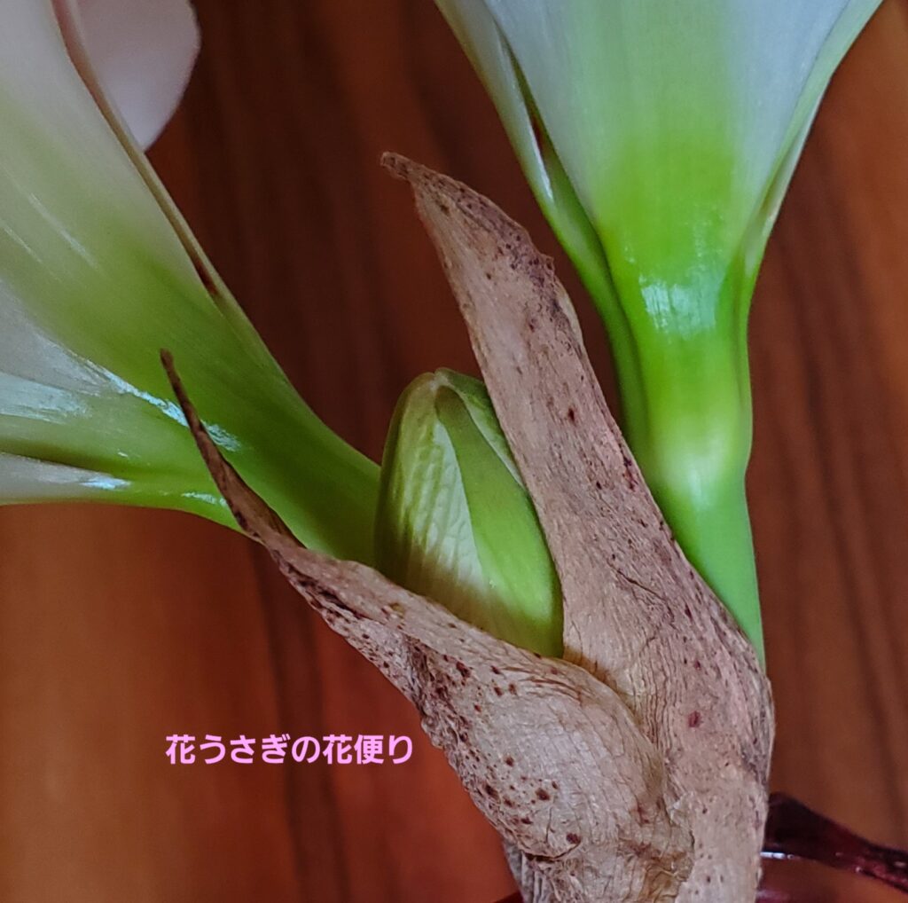 ５月の+hana花の定期便アマリリスのツボミ