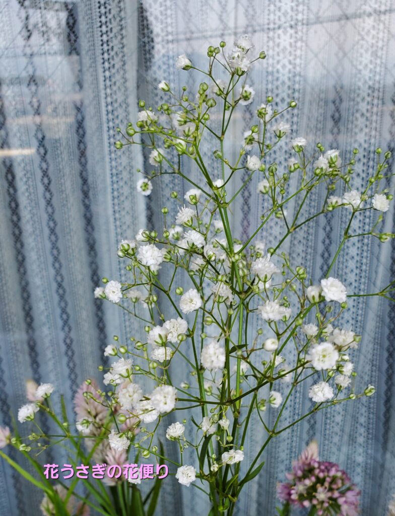 +hana花の定期便〔カスミソウ　ベールスター〕