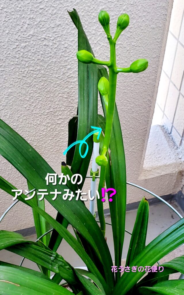 シンビジウムのツボミ