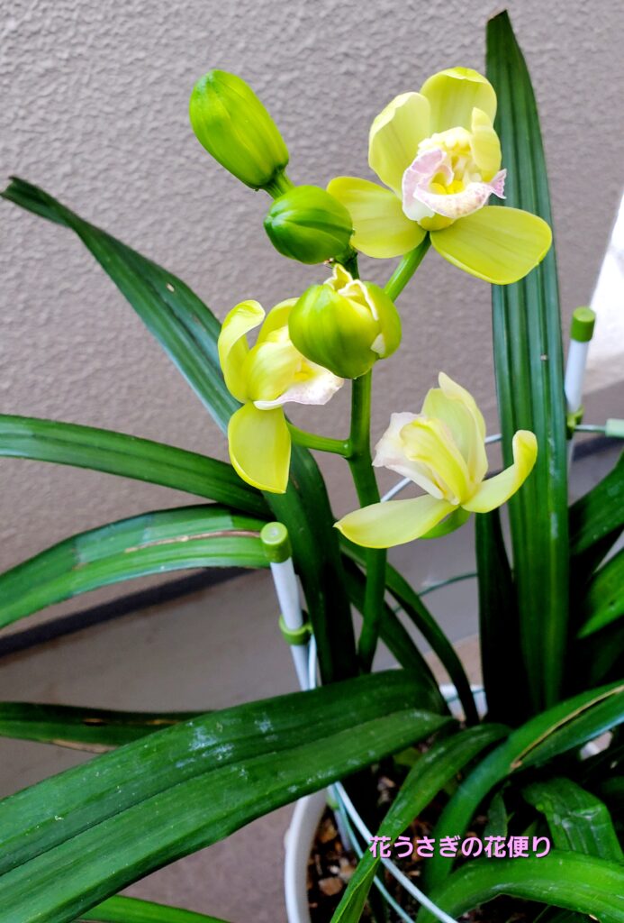 シンビジウムのツボミと花