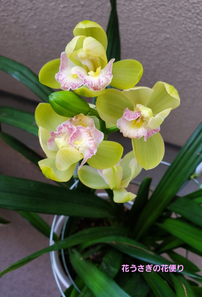 シンビジウムのツボミと花