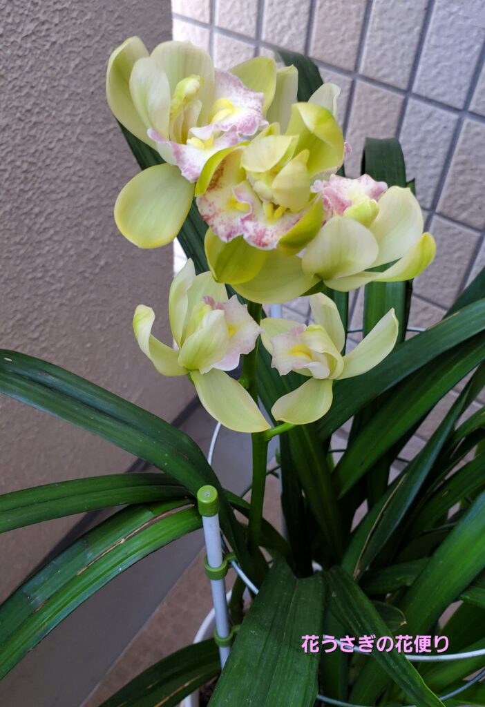 シンビジウムの花