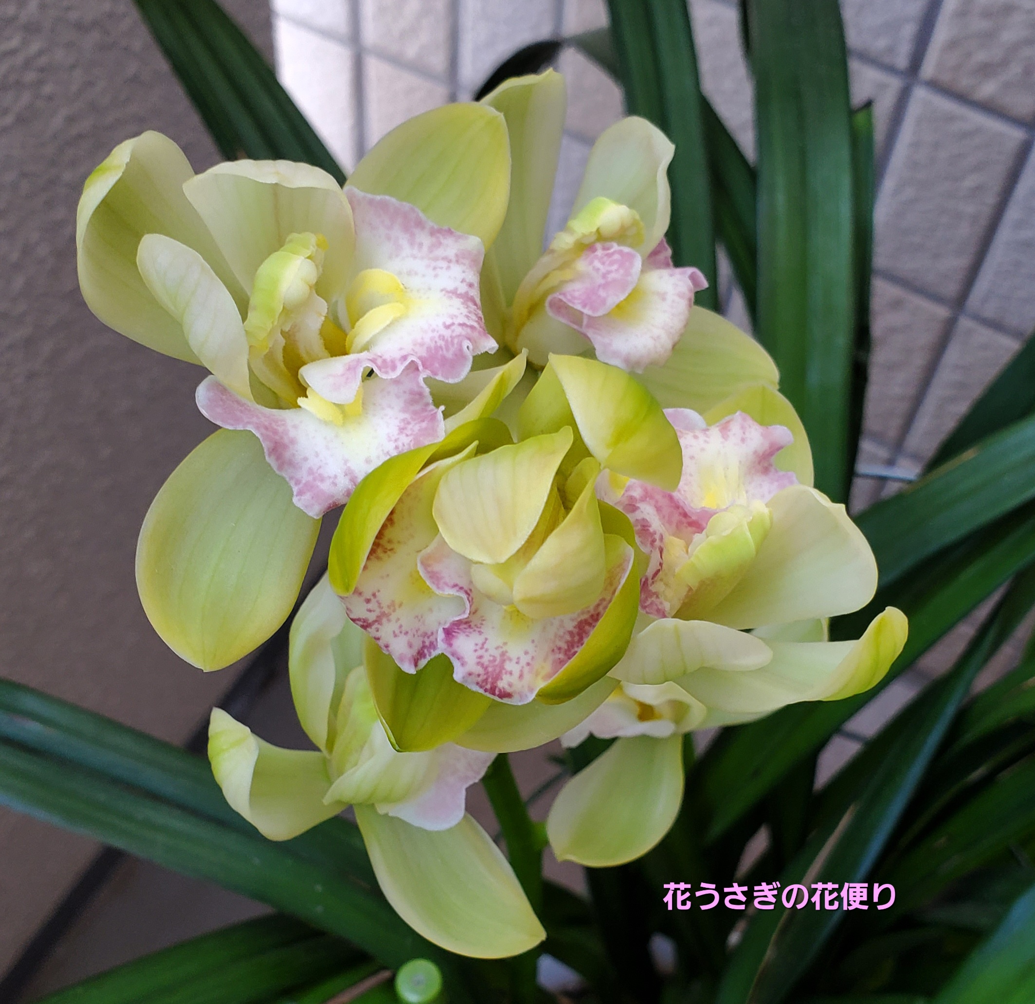 【シンビジウム】なごり雪