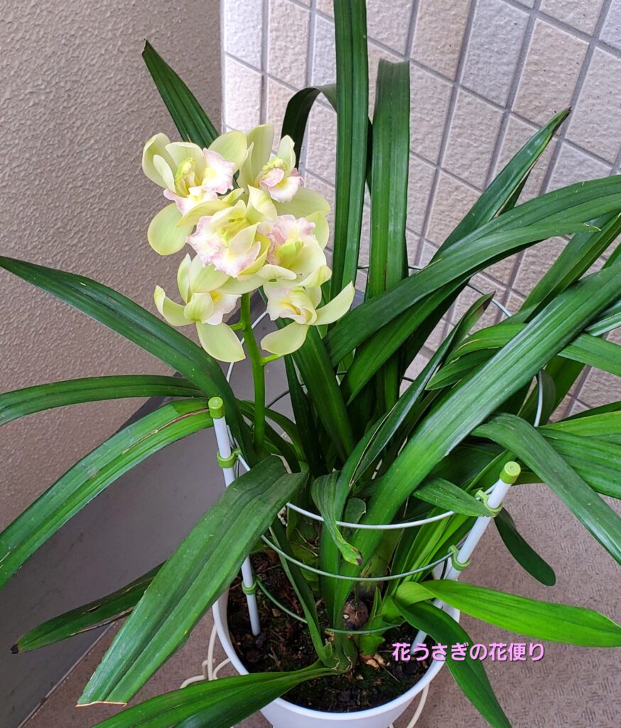 シンビジウムの花