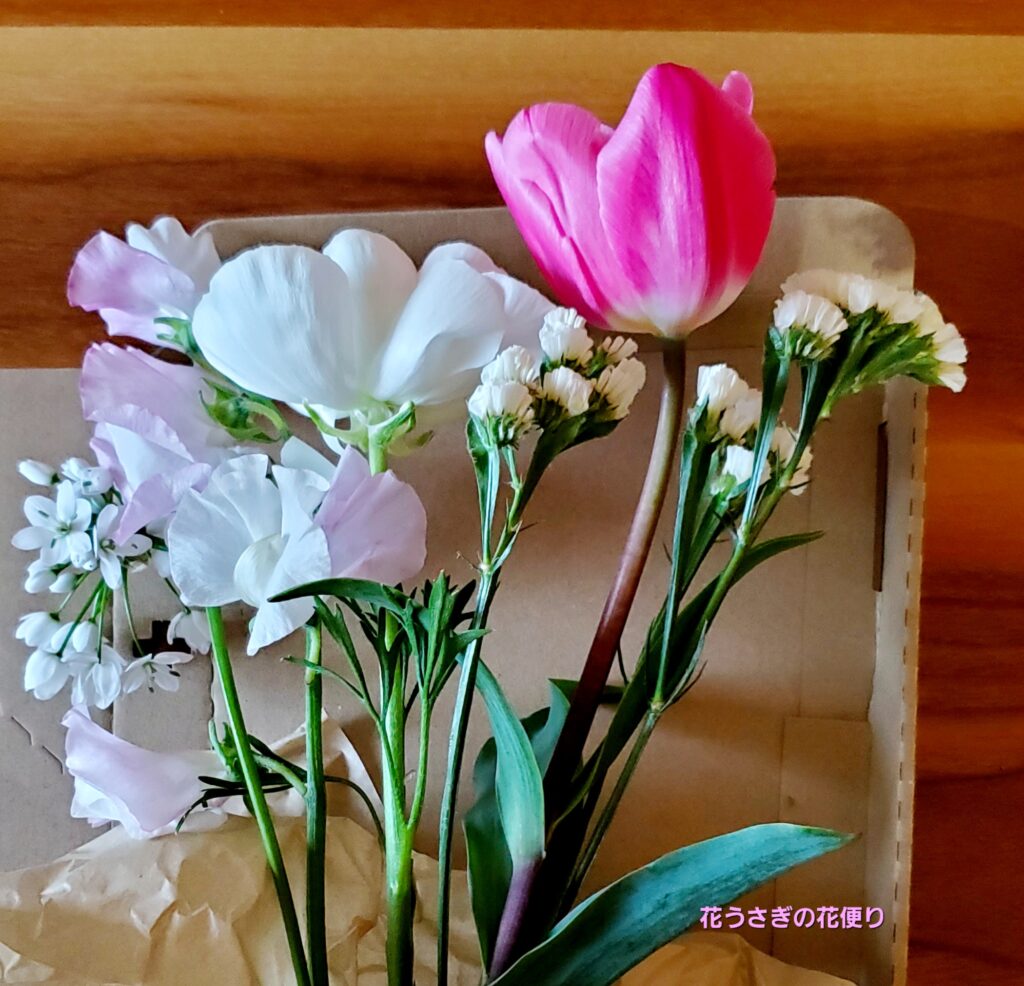 +hana花の定期便　上品さと華やかさがマッチした組み合わせの花
