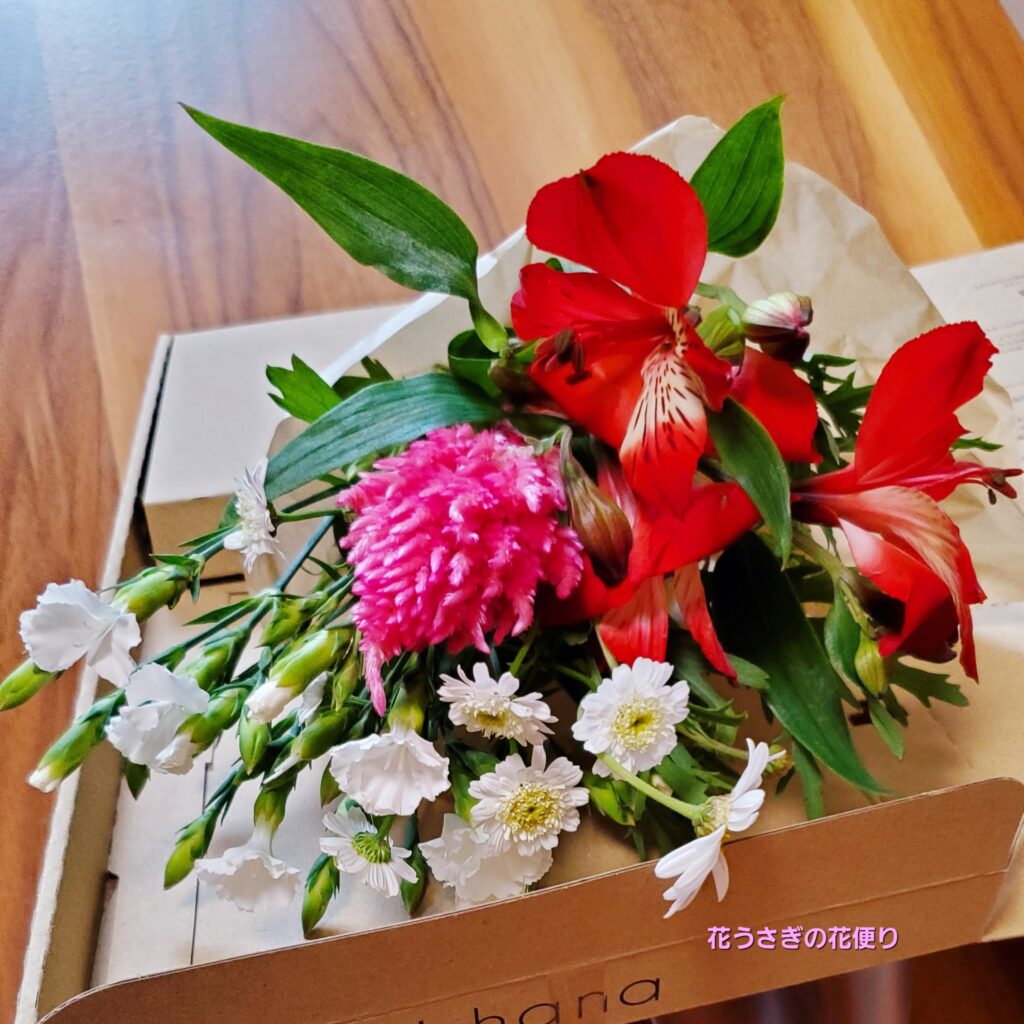 +hana花の定期便　レッド系でインパクトを持たせた組み合わせの花